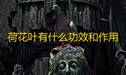 暗区突围低价发卡网荷花叶有什么功效和作用